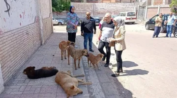 تطعيم الكلاب