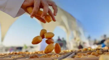 قطاع النخيل والتمور
